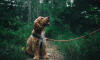 Dog No. 13. Dogs are domesticated mammals, not natural wild animals.