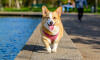 Dog No. 14. Dogs are domesticated mammals, not natural wild animals.