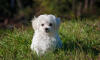 Dog No. 15. Dogs are domesticated mammals, not natural wild animals.