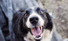 Dog No. 16. Dogs are domesticated mammals, not natural wild animals.
