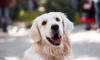 Dog No. 17. Dogs are domesticated mammals, not natural wild animals.