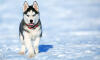 Dog No. 18. Dogs are domesticated mammals, not natural wild animals.