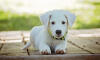 Dog No. 19. Dogs are domesticated mammals, not natural wild animals.