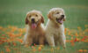 Dog No. 2. Dogs are domesticated mammals, not natural wild animals.