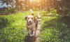 Dog No. 20. Dogs are domesticated mammals, not natural wild animals.