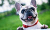 Dog No. 21. Dogs are domesticated mammals, not natural wild animals.