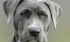 Dog No. 22. Dogs are domesticated mammals, not natural wild animals.