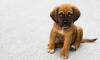 Dog No. 24. Dogs are domesticated mammals, not natural wild animals.
