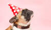 Dog No. 25. Dogs are domesticated mammals, not natural wild animals.