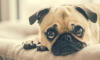 Dog No. 26. Dogs are domesticated mammals, not natural wild animals.