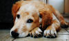 Dog No. 27. Dogs are domesticated mammals, not natural wild animals.
