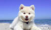 Dog No. 28. Dogs are domesticated mammals, not natural wild animals.