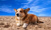 Dog No. 29. Dogs are domesticated mammals, not natural wild animals.