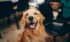Dog No. 3. Dogs are domesticated mammals, not natural wild animals.