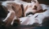 Dog No. 4. Dogs are domesticated mammals, not natural wild animals.