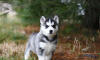 Dog No. 5. Dogs are domesticated mammals, not natural wild animals.