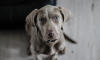 Dog No. 6. Dogs are domesticated mammals, not natural wild animals.