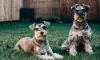 Dog No. 7. Dogs are domesticated mammals, not natural wild animals.