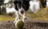 Dog No. 8. Dogs are domesticated mammals, not natural wild animals.