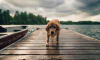 Dog No. 9. Dogs are domesticated mammals, not natural wild animals.