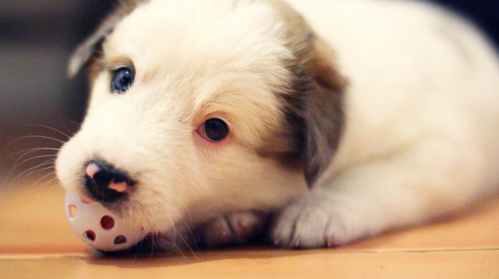 Chien détendu sur la table de toilettage