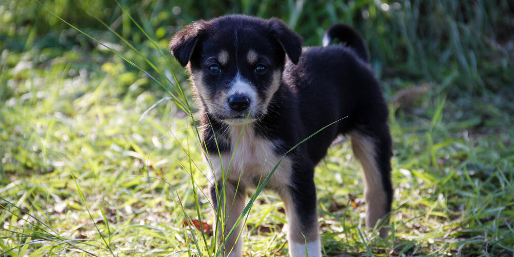 A dog running happily in a park