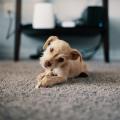 Alex M., Lead Reviewer at PetCleanCompare