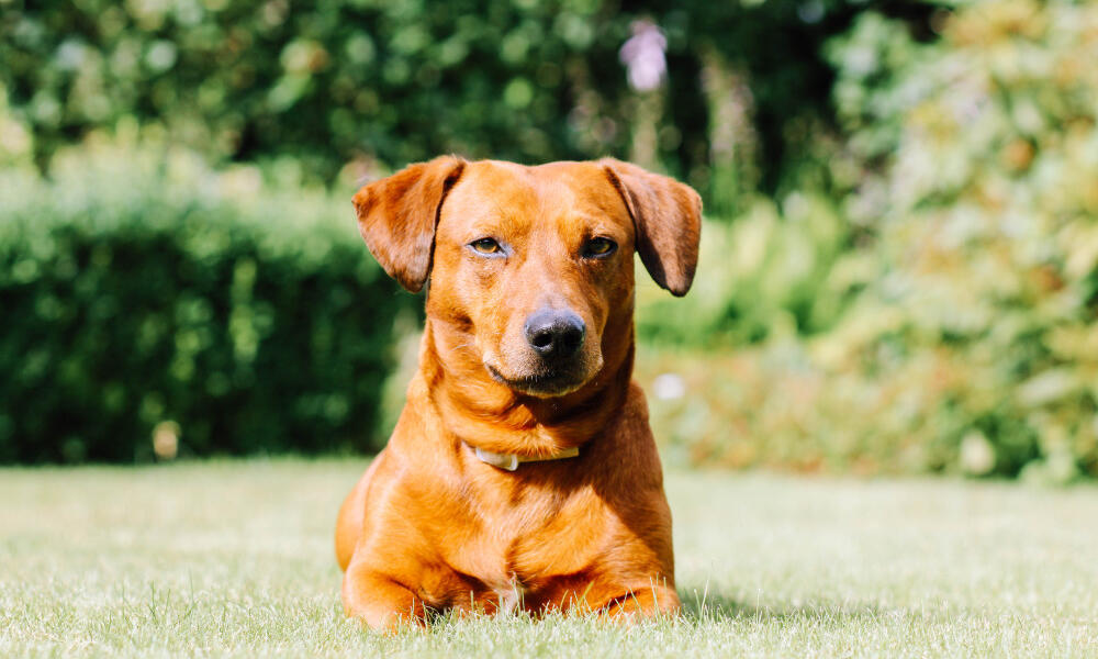 Healthy Dog Eating Raw Food