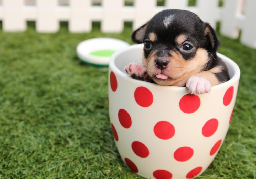Why a song is the pet gift people actually keep