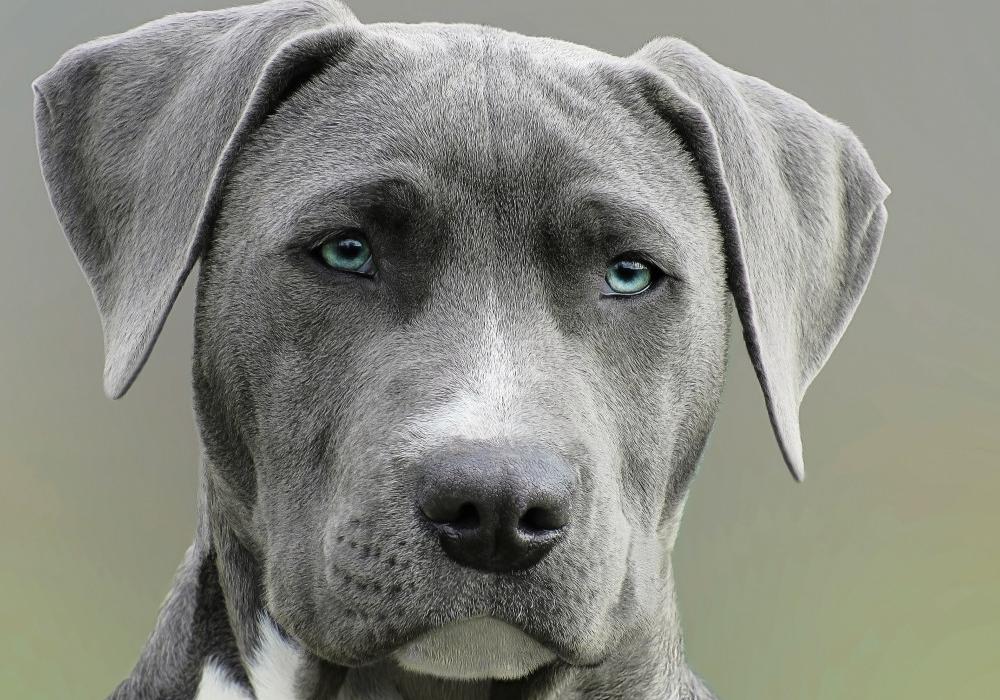 How to write the perfect brief for your pet's song