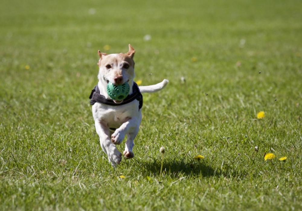 Celebrating a gotcha day: ideas beyond the treat