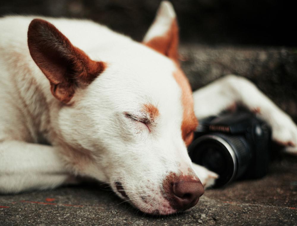 English Bulldog Care & Information