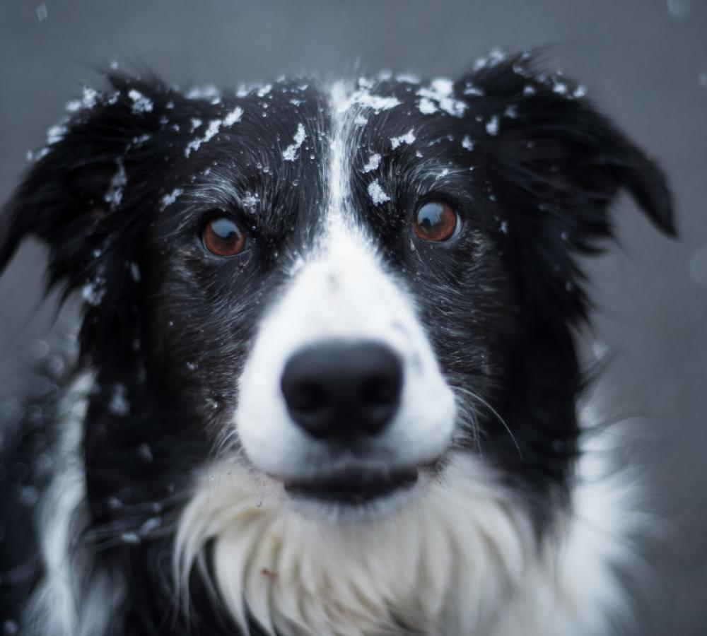 Chien après le toilettage, pelage propre et coupé