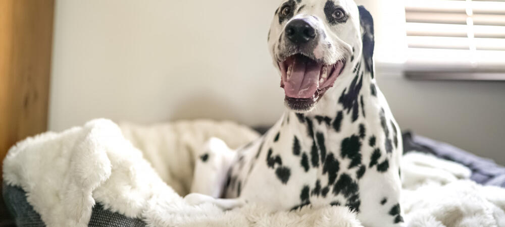 adorable pup