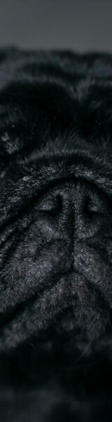 {placedog}