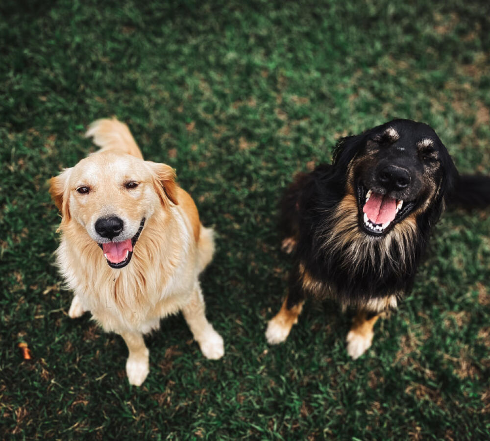random placeholder picture of a dog