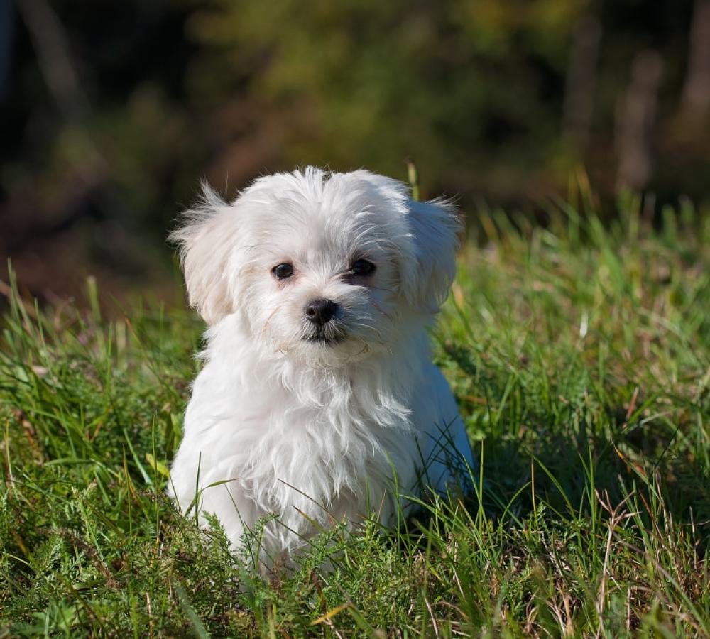 Breeder with dogs