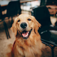 Client's dog