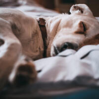 Client's dog