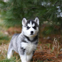 Client's dog