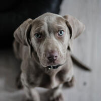 Client's dog