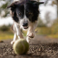 Client's dog