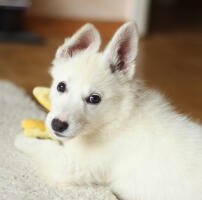 Charlie