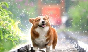 宠物训练