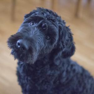 Rescue dog