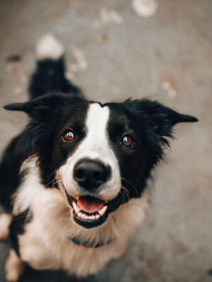 cute dog