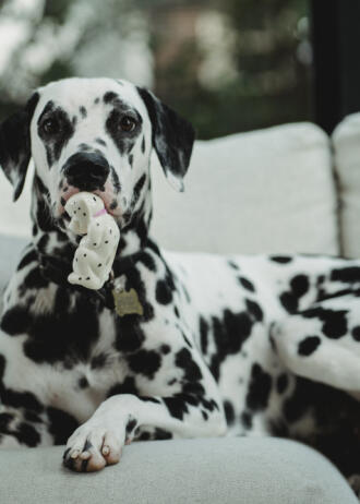 adorable pup