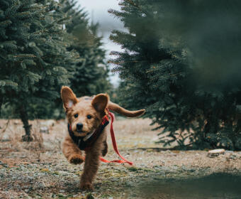 A volunteer at an animal shelter