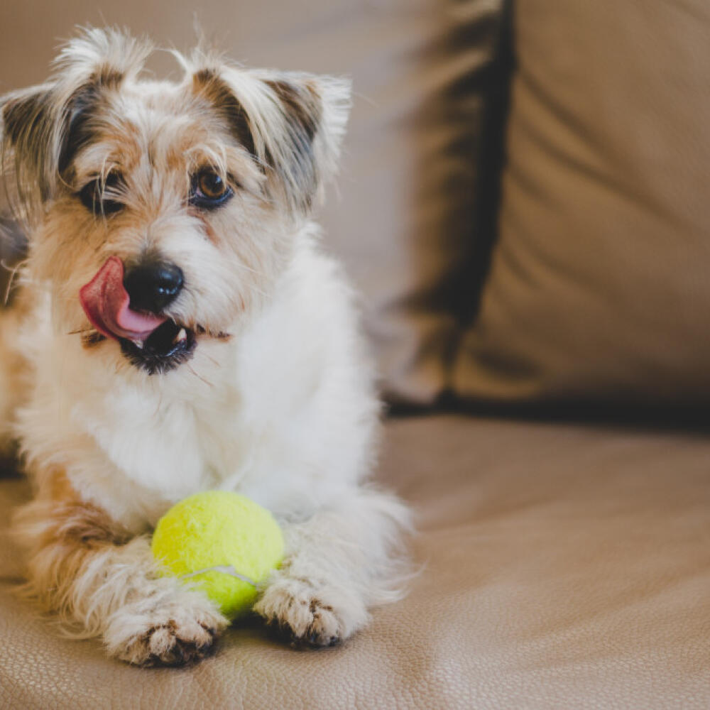 TreinóCão to be a good boy!