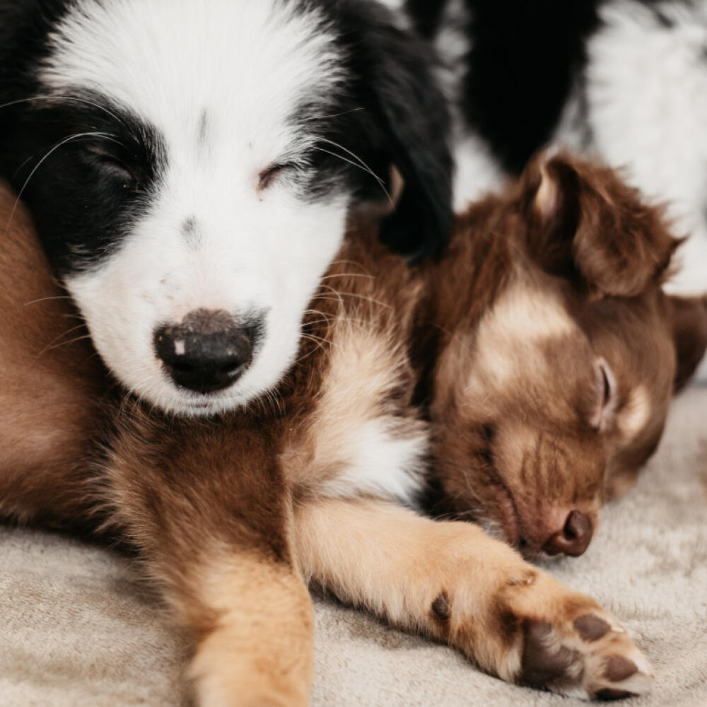 Socialization and cognitive development